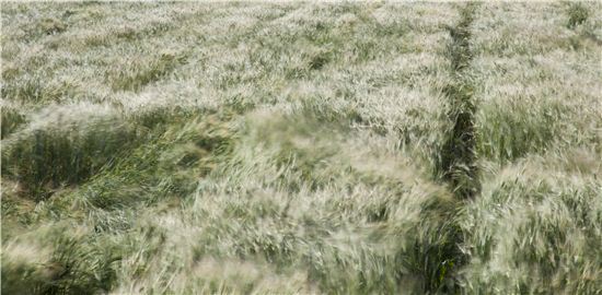 [조문환의 평사리]청보리밭 멀미