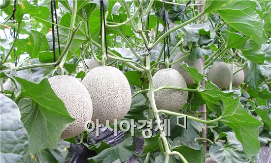 전국 최고 멜론브랜드 곡성 명품멜론 본격 출하