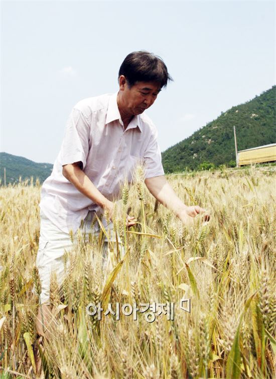 해남군, 우리밀 재배 전남 44%, 전국 18% 