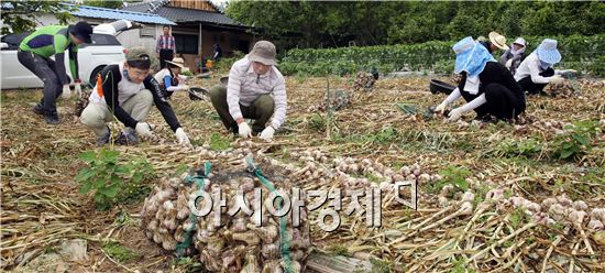 [포토]마늘수확 나선 공무원들