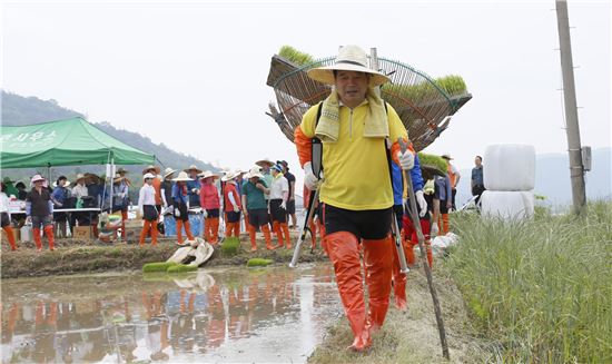 보성군, 풍년 기원 ‘전통 손 모내기’ 재현