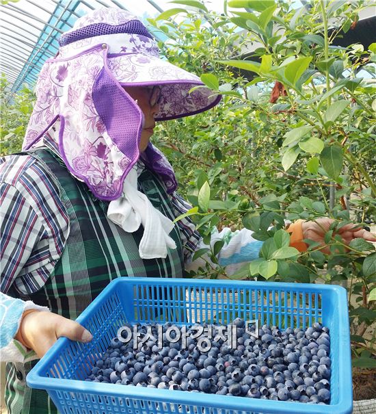 청정지역 장흥산  블루베리 수확 ‘한창’