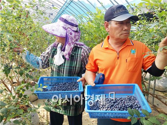 청정지역 장흥산  블루베리 수확 ‘한창’