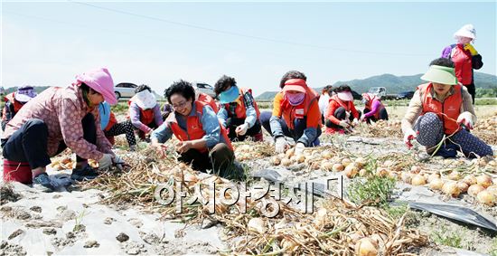 함평군 공직자 부인들 ‘일손돕기 구슬땀’