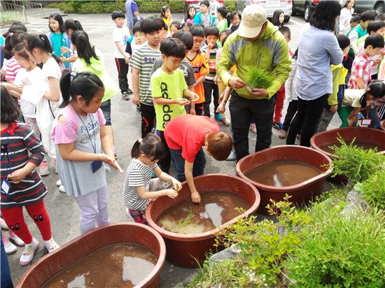 노원구 초등학생들 도심 속 친환경쌀 생산 체험