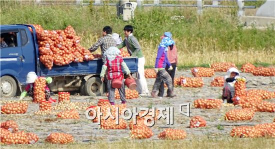 [포토]양파수확에 바쁜 농민들