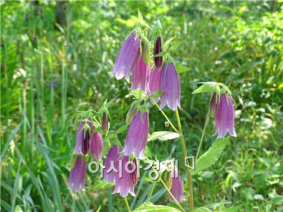 [포토]함평자연생태공원 '섬초롱꽃' 만개