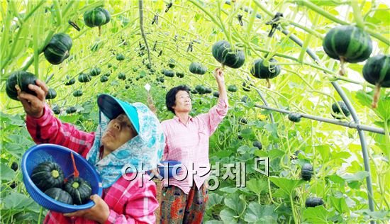 함평군 특산품 '미니단호박'  구입하세요