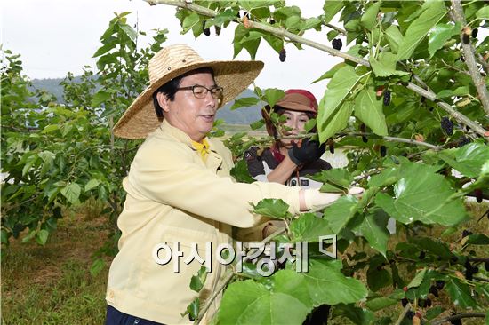 장성군 공직자, 농촌일손돕기 ‘구슬땀’