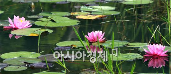 [포토]청초한 자태 뽐내는 수련