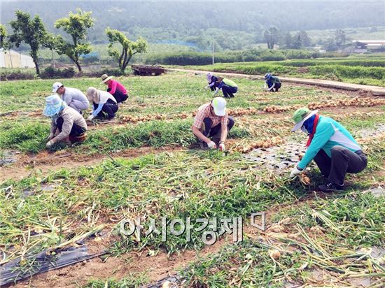 장흥군청 공무원, 농촌 일손돕기 ‘구슬땀’