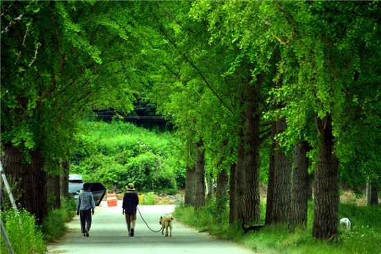 [여행만리]한발한발 출렁길…산막이옛길을 가다