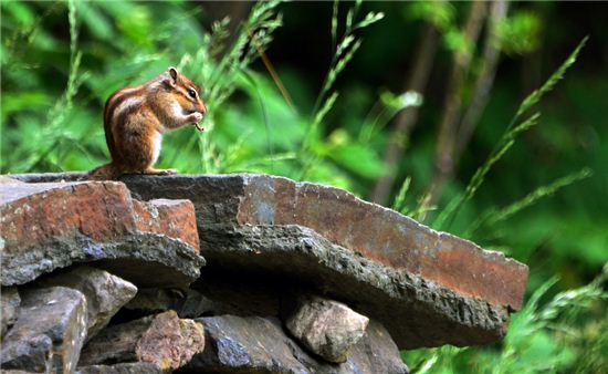 옛길에선 심심찮게 다람쥐를 만날 수 있다. 맛나게 먹이를 먹고 있는 다람쥐.