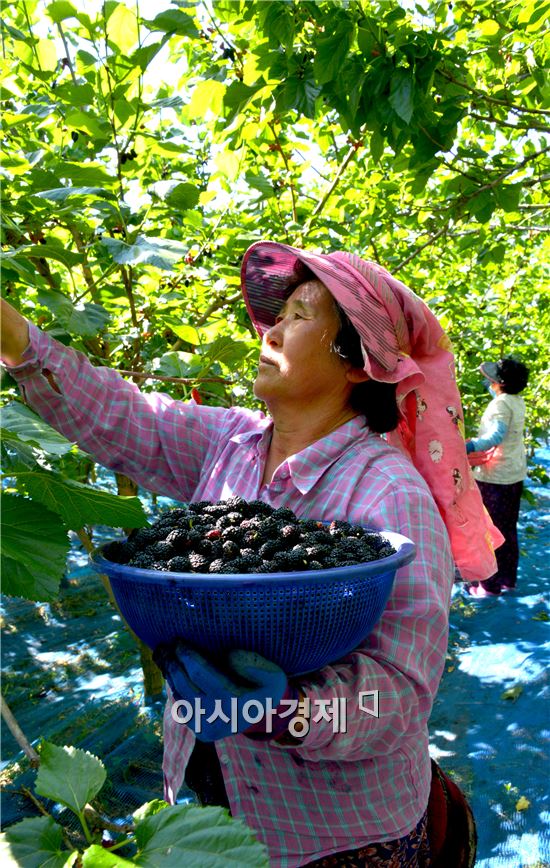 [포토]담양군, 웰빙식품 ‘오디’ 수확 한창