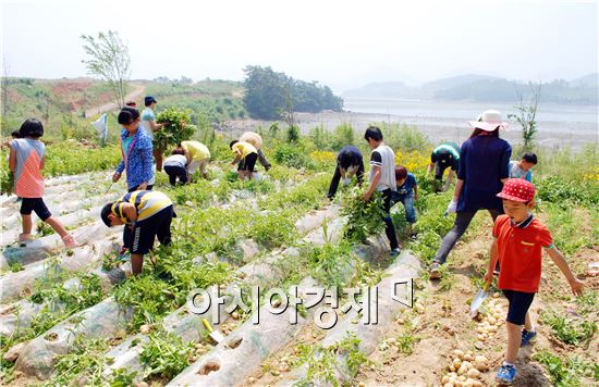 여수 경호초등학교(교장 신제성)의 교육공동체 30명은 지난 12일 교내 ‘참살이 텃밭’에서 지난 4월 8일에 심은 감자 캐기 체험활동을 실시했다.