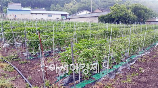 장흥군, 고추 부직포 재배 시범사업 중간평가회 가져