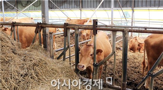 ‘완도 자연그대로’ 축산업 조기정착에 행정력 집중