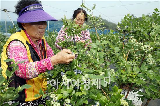 [포토]장흥군, 노지재배 블루베리 수확 ‘한창’