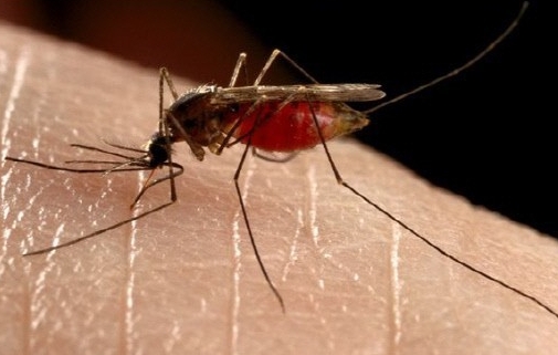 모기 실종 사건, 작은빨간집모기 올 29% 급감