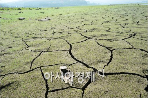 [포토]최악의 가뭄, 갈라지는 땅