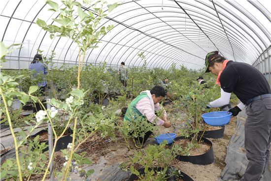 <보성군과 새마을회, 보성경찰서, 군부대 등의 자원봉사자들이 메르스 격리마을 농업인의 농장에서 블루베리를 수확해주고 있다.>