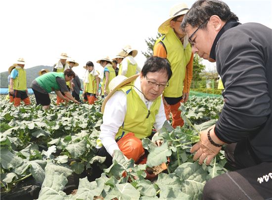 김용환(가운데) NH농협금융지주 회장과 임직원 봉사단이 지난달 14일 강원도 홍천 동면 왕대추 마을에서 농촌 일손돕기를 하고 있다.
