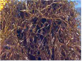 전복산업 활성화위한 친환경 사료 개발 잰걸음