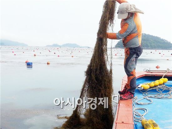 해남군, 모자반 대대적 수거에 총력