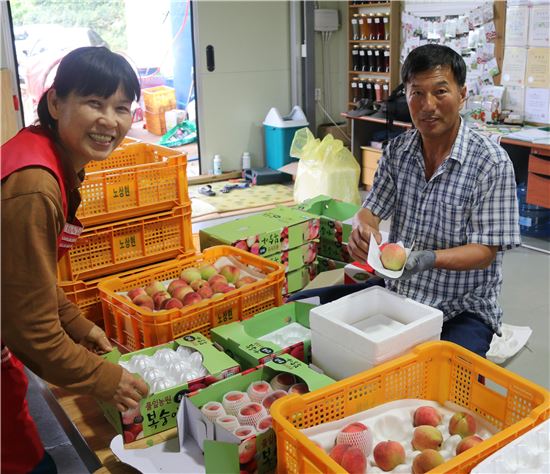 명품 화순 복숭아 ‘첫 수확’