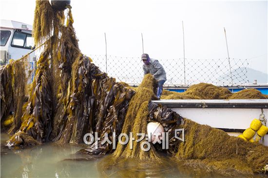 해남군, 모자반과 전쟁~하루만에 230톤 수거