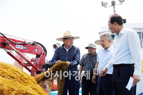 해남군, 모자반과 전쟁~하루만에 230톤 수거