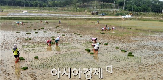 전남도농업박물관,유색벼로‘생명의 땅 전남’슬로건 연출