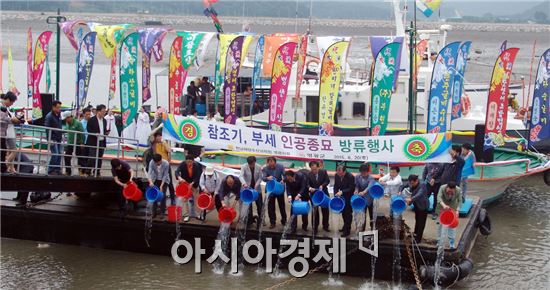 전라남도해양수산과학원은 20일 참조기, 부세의 주요 어장인 영광 칠산 바다에 영광군의 지원을 받아 국내 최초로 건강한 부세 어린 고기 10만 마리(전장 5cm 이상)를 방류했다.
