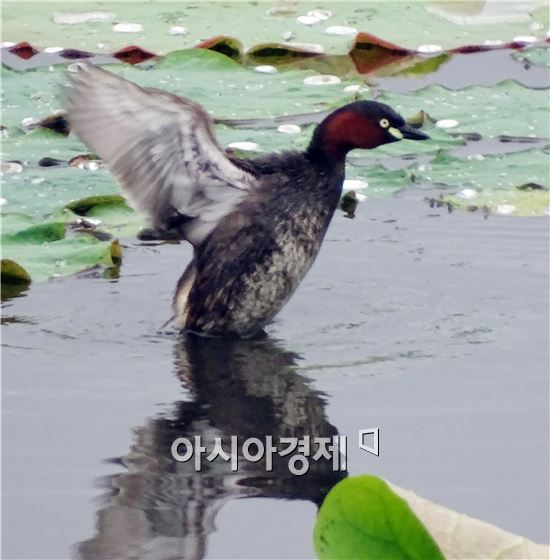 [포토]날갯짓 하는 논병아리