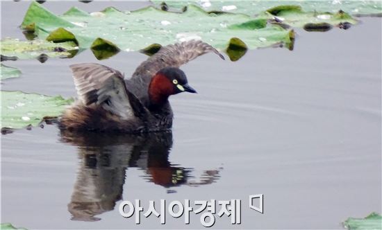 [포토]먹이 찾아다니는  논병아리