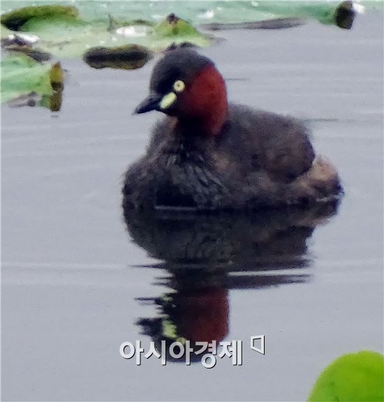 [포토]여유로운 논병아리