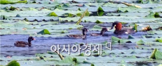 [포토]논병아리 가족 나들이 