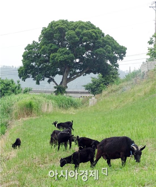 한 여름 무더위가 시작된다는 하지(夏至)인 22일 전남 함평군 학교면 고막리 석교(일명 똑다리)  제방에서 흑염소 가족들이 뜨거운 여름 볕을 쬐며 한가로이 풀을 뜯어 먹으면서 노닐고 있다.

흑염소는 예부터 남성은 건강식으로, 여성에게는 미용과 산후조리에 효과가 있어 조선시대에는 궁중에 진상한 기록이 있다.