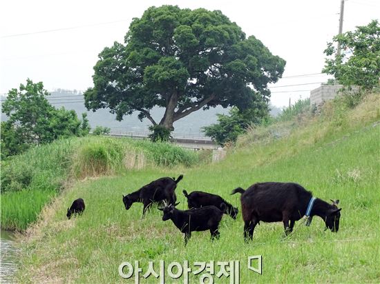 [포토]일광욕 즐기는 흑염소 가족