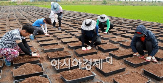 24일 함평군농업기술센터에서 전남대 농업생명과학대학 국화연구반 동아리 학생들이 상토작업 실습을 하면서 국화재배 기술을 배우고 있다. 사진제공=함평군