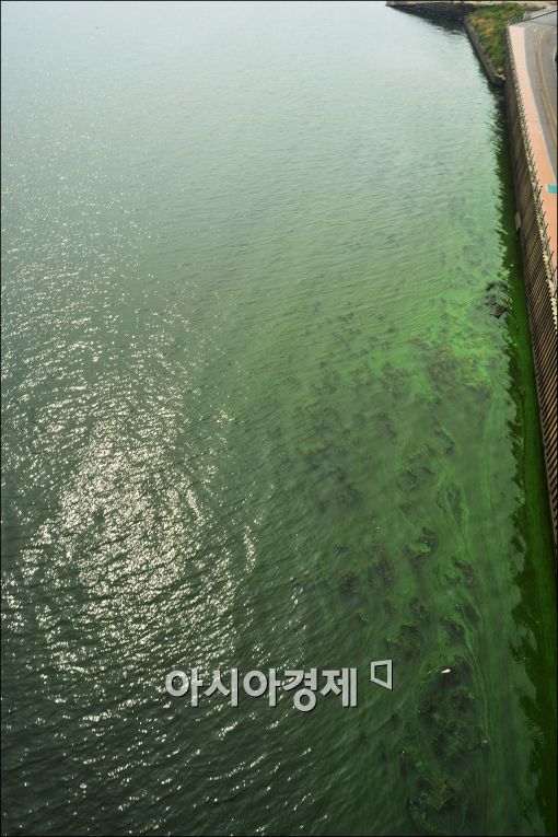 [포토]짙은 녹조 낀 한강