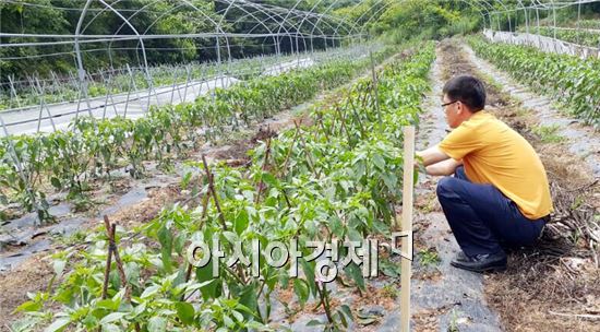 완도군, 바이오기능수 활용 고품질 고추 생산 시범 박차