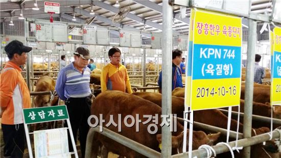 장흥한우 육종단지 생산 ‘혈통 우량송아지’인기