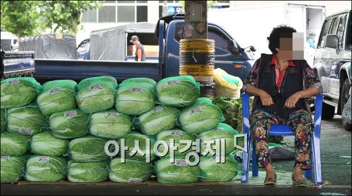 [포토]"금값 배추, 팔기도 어렵습니다"