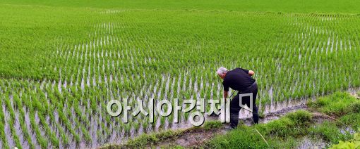 [포토]장마전선 영향으로 비…기분 좋은 농민