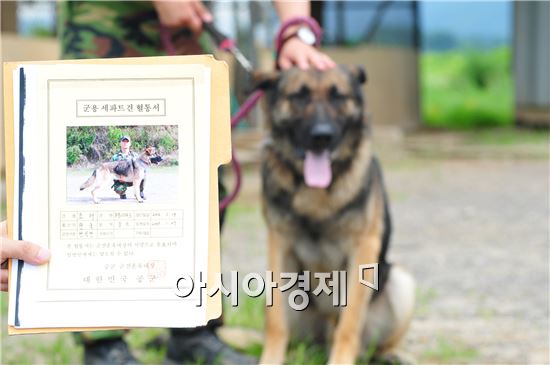 육군은 지난해 6마리의 진돗개를 군견으로 도입해 현재 훈련을 시키고 있다. 사진은 현재 외국에서 도입한 군견.
