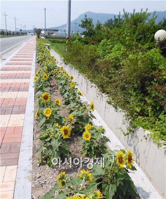 장흥군 안양면, 꽃길 가꾸기 ‘구슬땀’