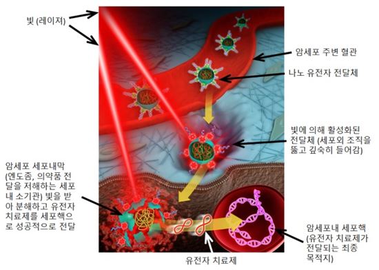 빛과 나노 접목…유전자 항암 치료기술 개발됐다