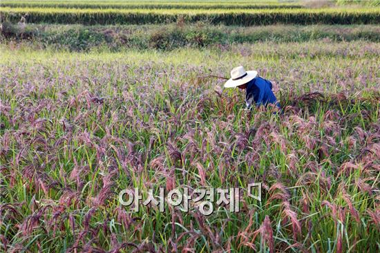 친환경 장흥쌀, 수도권 학교급식 납품 ‘도전’