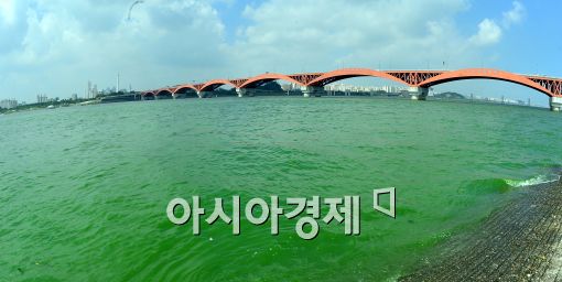 [포토]한강은 '녹조 경보'